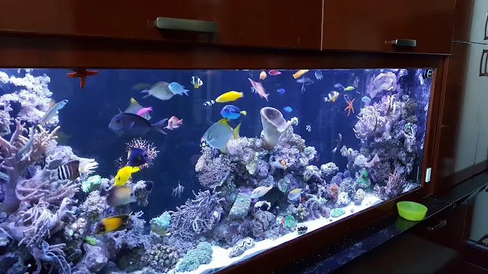 Sho Tank Aquariums Picture 4
