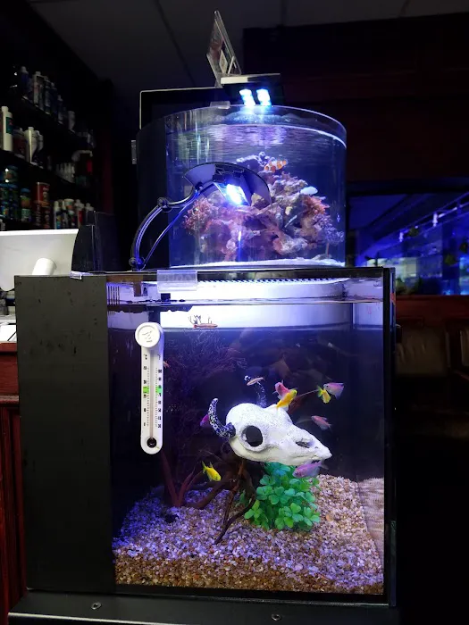 Sho Tank Aquariums Picture 9