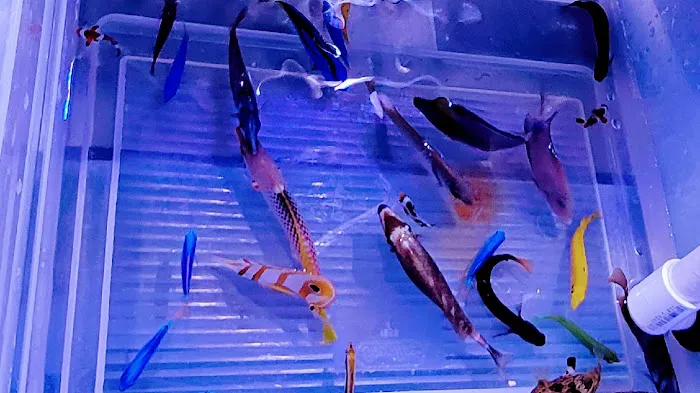 Sho Tank Aquariums Picture 1