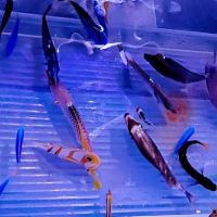 Sho Tank Aquariums ico