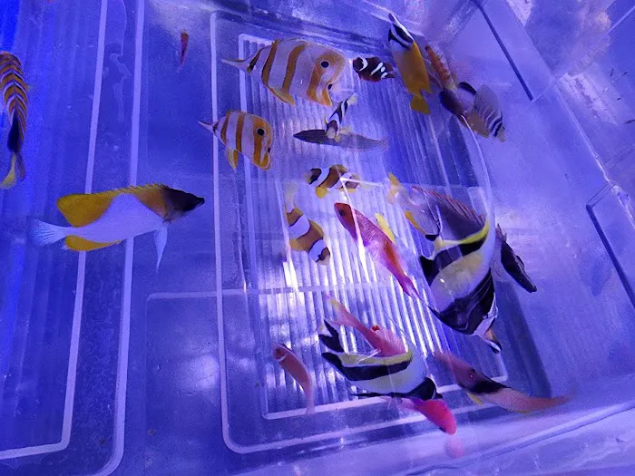Sho Tank Aquariums Picture 5