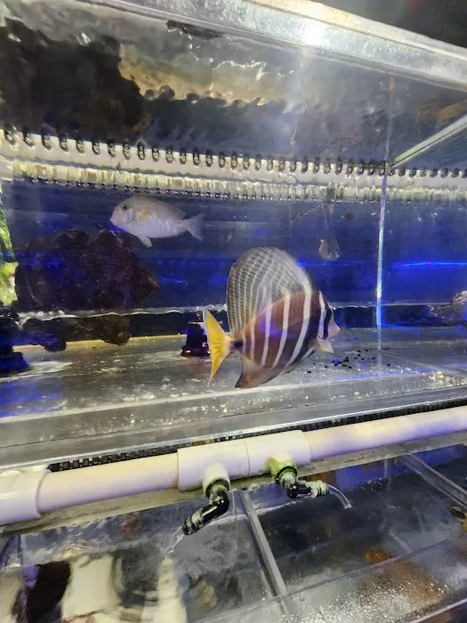 Sho Tank Aquariums Picture 7