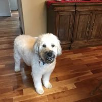 Paws Finding Peace ico