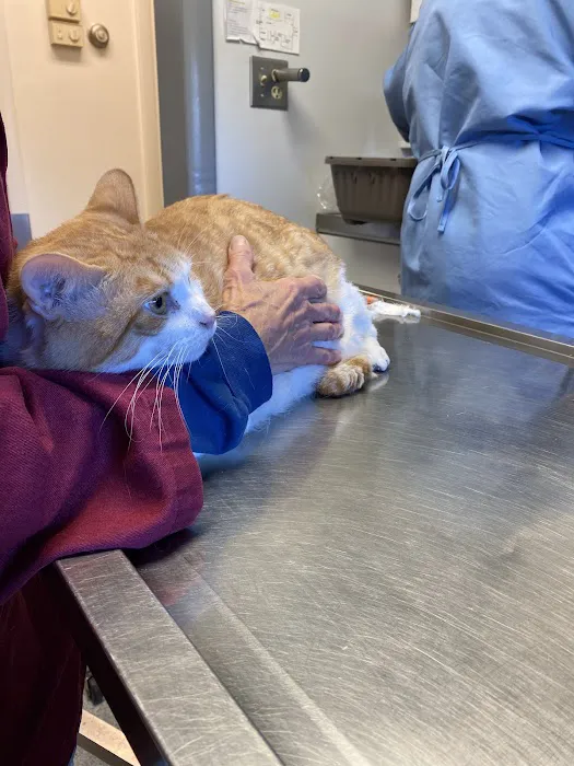 Holyoke Animal Hospital Picture 4