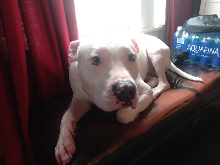Holyoke Animal Hospital Picture 8