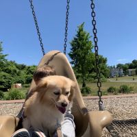 Holyoke Animal Hospital ico