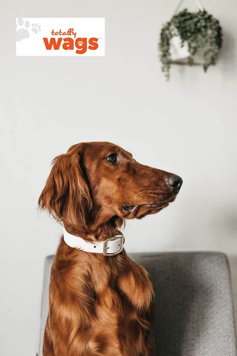 Wags Picture 2
