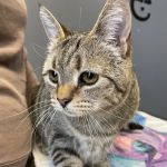 Easthampton Animal Hospital