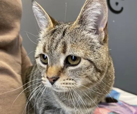 Easthampton Animal Hospital