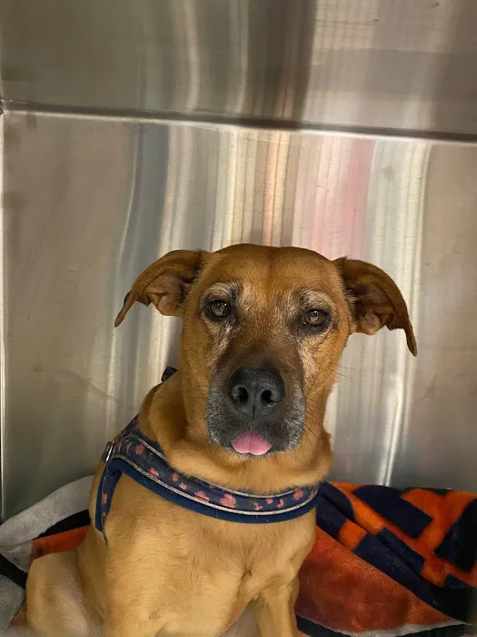 Easthampton Animal Hospital Picture 9