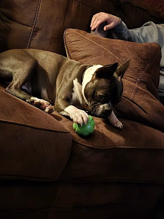 Easthampton Animal Hospital Picture 7