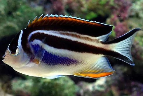 Exotic Aquatics Picture 5