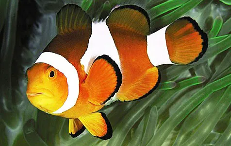 Exotic Aquatics Picture 6