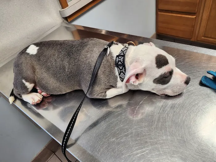 East Springfield Veterinary Hospital Picture 6