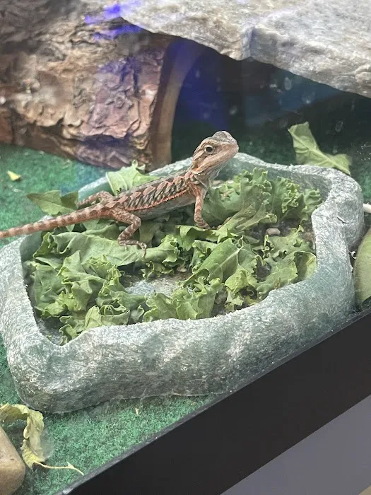 Birds & Beasts Pet Shop Picture 4