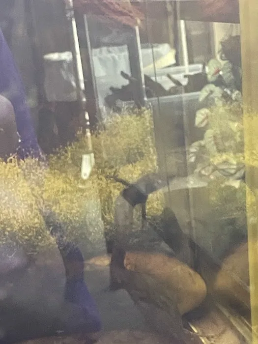 Birds & Beasts Pet Shop Picture 7