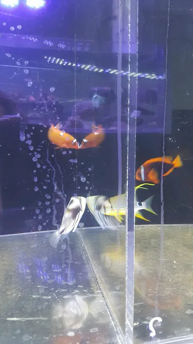 Living Art Aquatics, Inc. Picture 1
