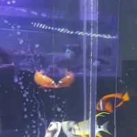 Living Art Aquatics, Inc. ico
