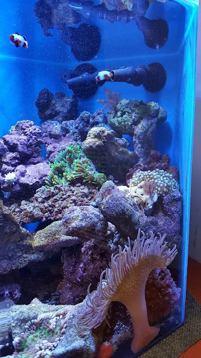 Living Art Aquatics, Inc. Picture 2