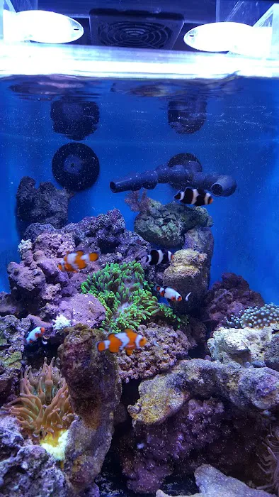 Living Art Aquatics, Inc. Picture 4