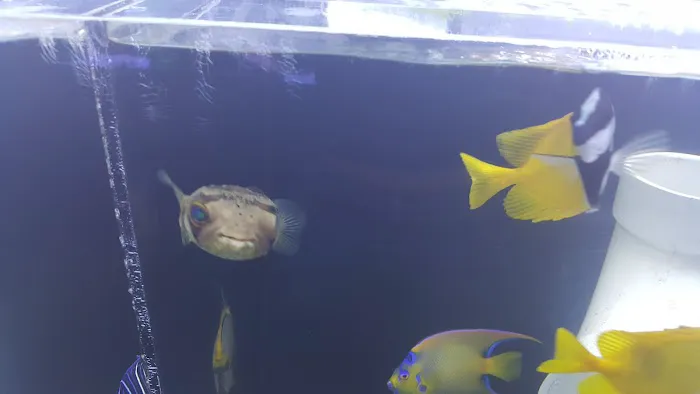 Living Art Aquatics, Inc. Picture 3