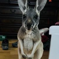 Fox Valley Animal Nutrition, Inc. ico
