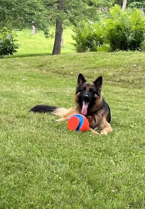 Veterinary Emergency Services Picture 8