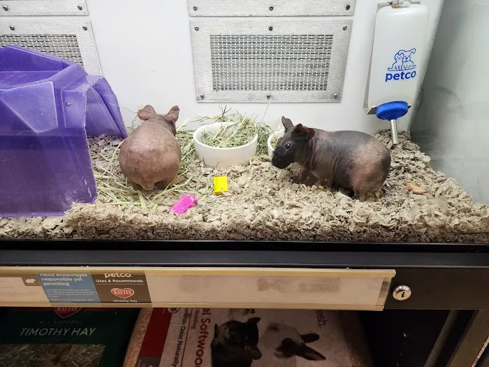 Petco Picture 4
