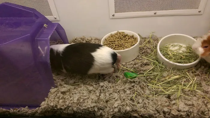 Petco Picture 7