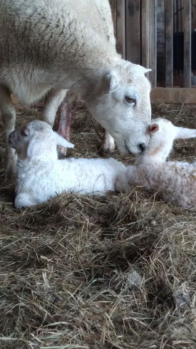 Valley Herd Health, LLC Picture 5