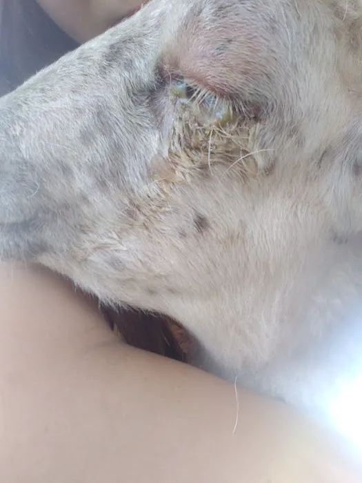 Valley Herd Health, LLC Picture 1