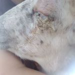 Valley Herd Health, LLC