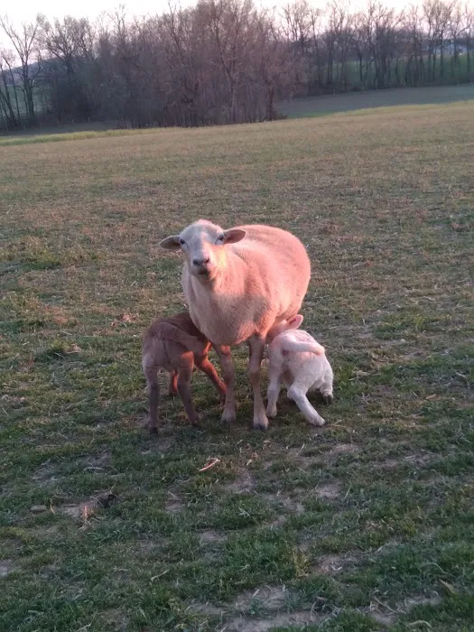 Valley Herd Health, LLC Picture 2