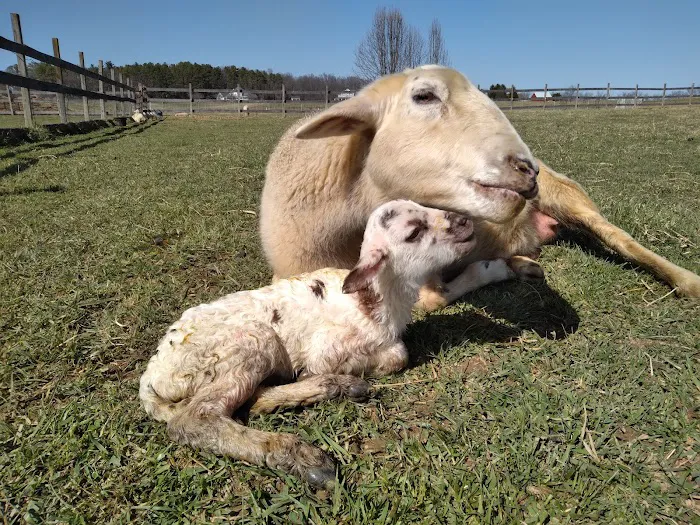 Valley Herd Health, LLC Picture 7