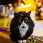 Animalia Veterinary Care