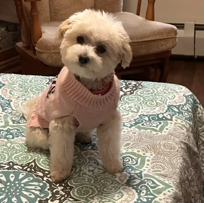 Patty's Pups Picture 3