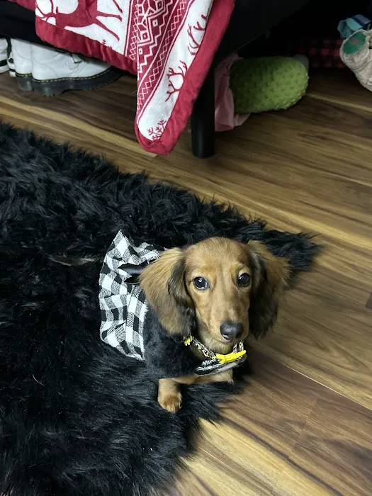 Patty's Pups Picture 1