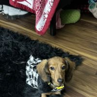 Patty's Pups ico
