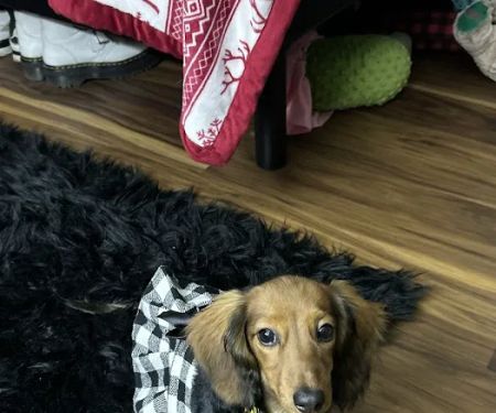 Patty's Pups
