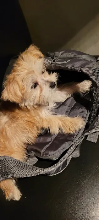 Patty's Pups Picture 4