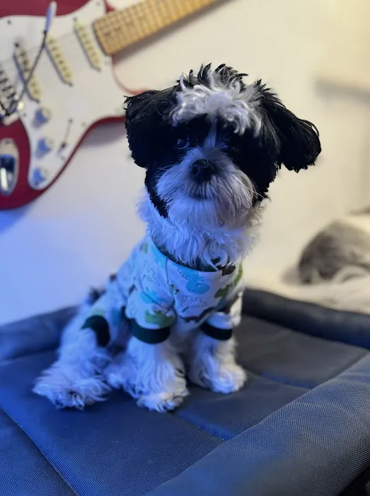 Patty's Pups Picture 9