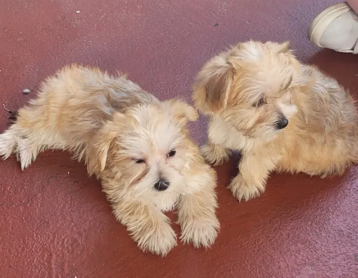 Patty's Pups Picture 7