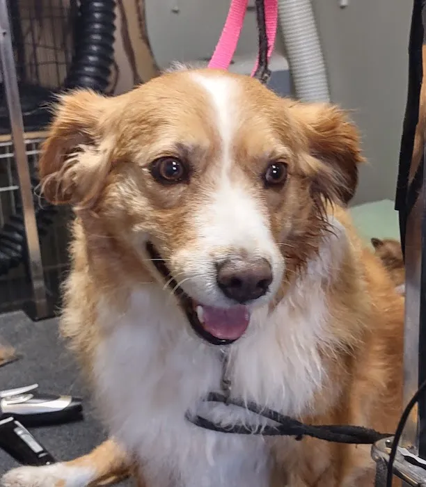 Fur Babies & Friends Picture 5