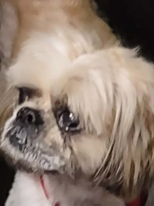 Fur Babies & Friends Picture 1