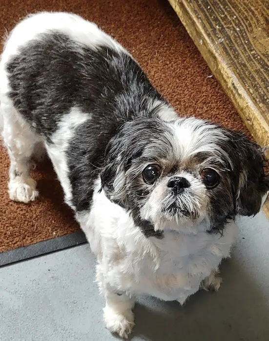Fur Babies & Friends Picture 3