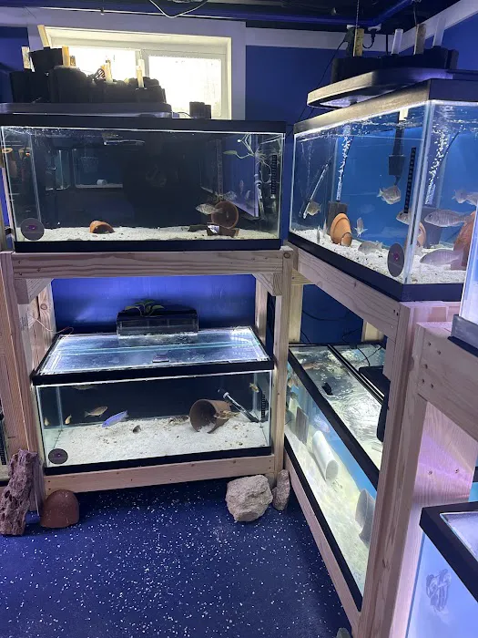 Lake Michigan Cichlids Picture 2