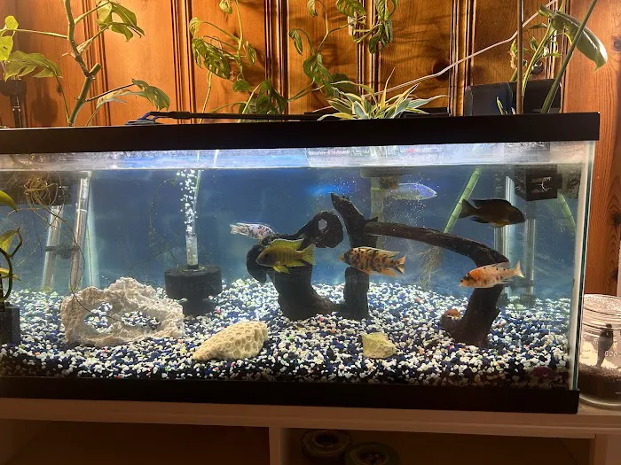 Lake Michigan Cichlids Picture 8