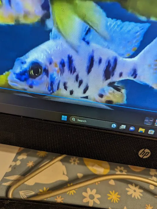 Lake Michigan Cichlids Picture 7