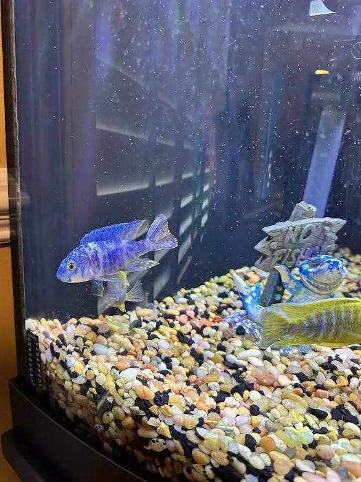 Lake Michigan Cichlids Picture 3