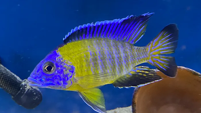 Lake Michigan Cichlids Picture 1